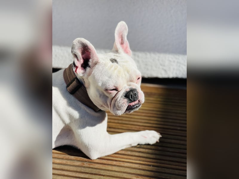Eine liebevolle Französische Bulldogge sucht ein liebevolles neues Zuhause!
