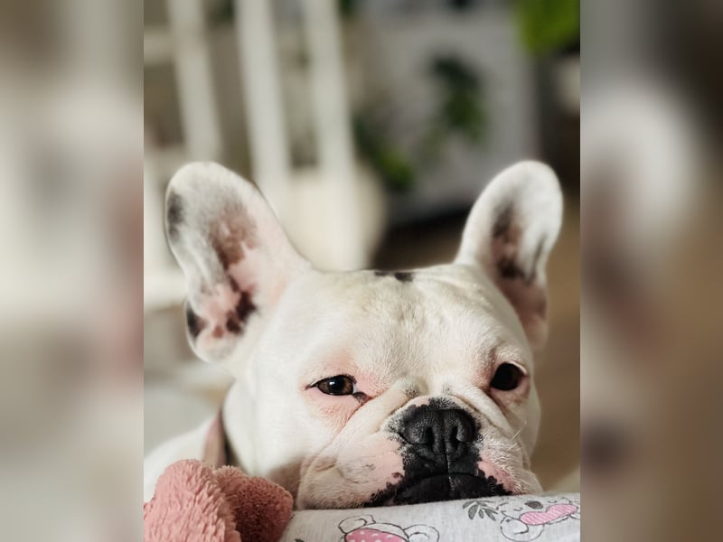 Eine liebevolle Französische Bulldogge sucht ein liebevolles neues Zuhause!