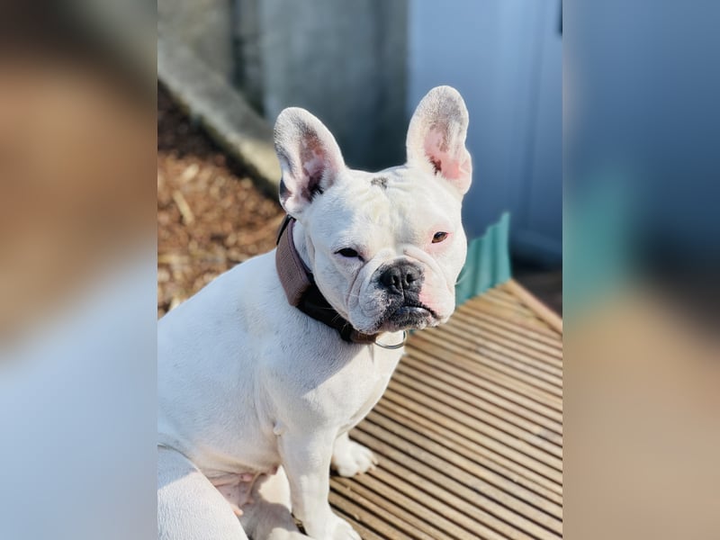Eine liebevolle Französische Bulldogge sucht ein liebevolles neues Zuhause!
