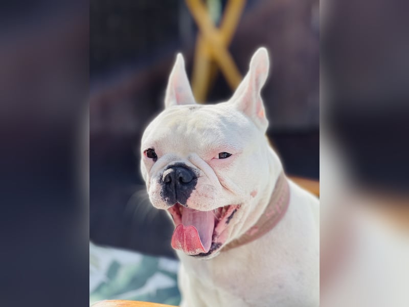 Eine liebevolle Französische Bulldogge sucht ein liebevolles neues Zuhause!