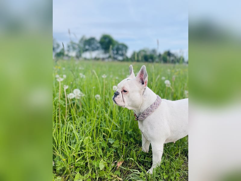 Eine liebevolle Französische Bulldogge sucht ein liebevolles neues Zuhause!