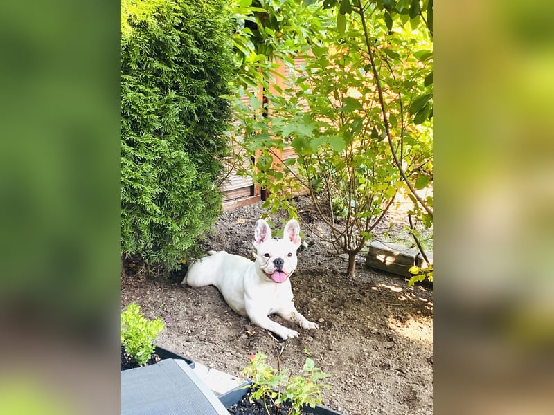 Eine liebevolle Französische Bulldogge sucht ein liebevolles neues Zuhause!