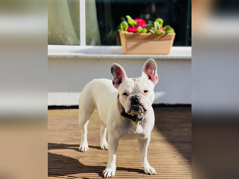 Eine liebevolle Französische Bulldogge sucht ein liebevolles neues Zuhause!