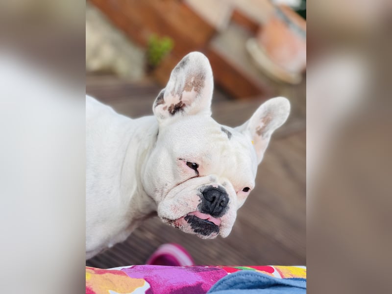 Eine liebevolle Französische Bulldogge sucht ein liebevolles neues Zuhause!