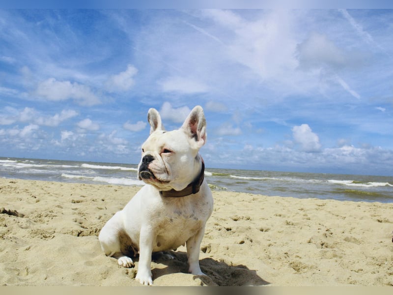 Eine liebevolle Französische Bulldogge sucht ein liebevolles neues Zuhause!