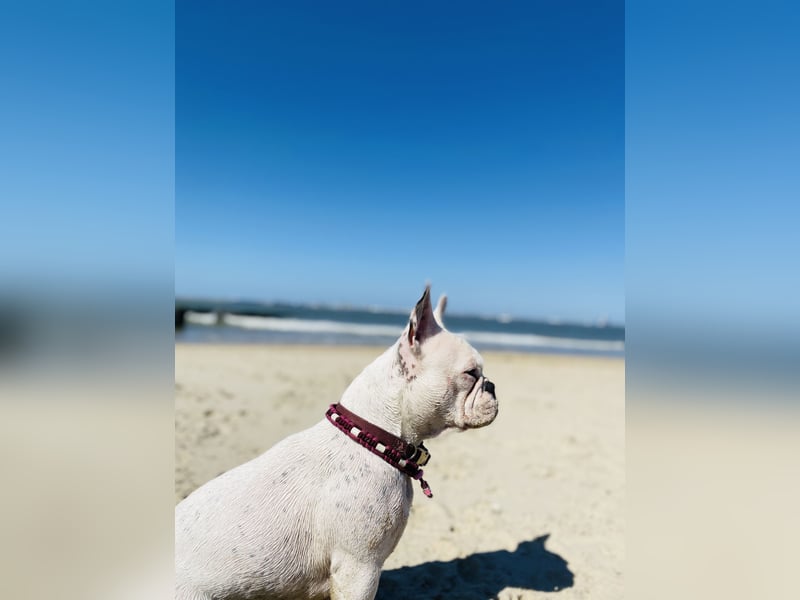 Eine liebevolle Französische Bulldogge sucht ein liebevolles neues Zuhause!