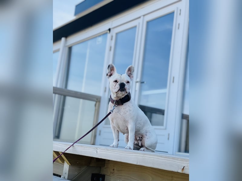 Eine liebevolle Französische Bulldogge sucht ein liebevolles neues Zuhause!