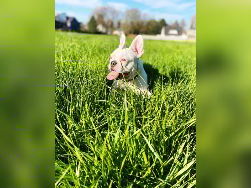 Eine liebevolle Französische Bulldogge sucht ein liebevolles neues Zuhause!