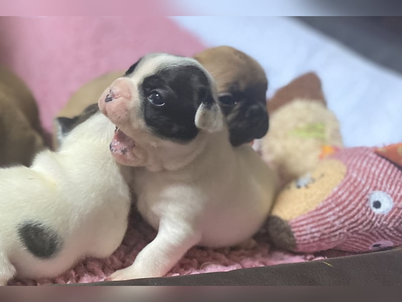 Bullys aus kontrollierter VDH-Zucht