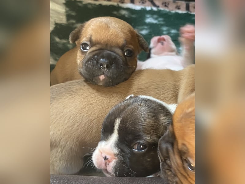Bullys aus kontrollierter VDH-Zucht
