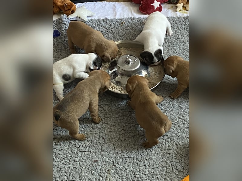 Bullys aus kontrollierter VDH-Zucht
