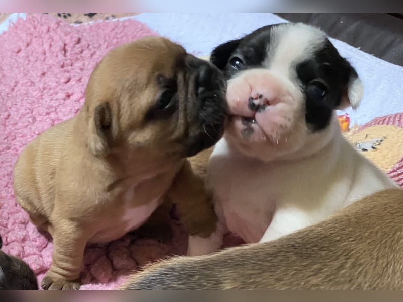 Bullys aus kontrollierter VDH-Zucht