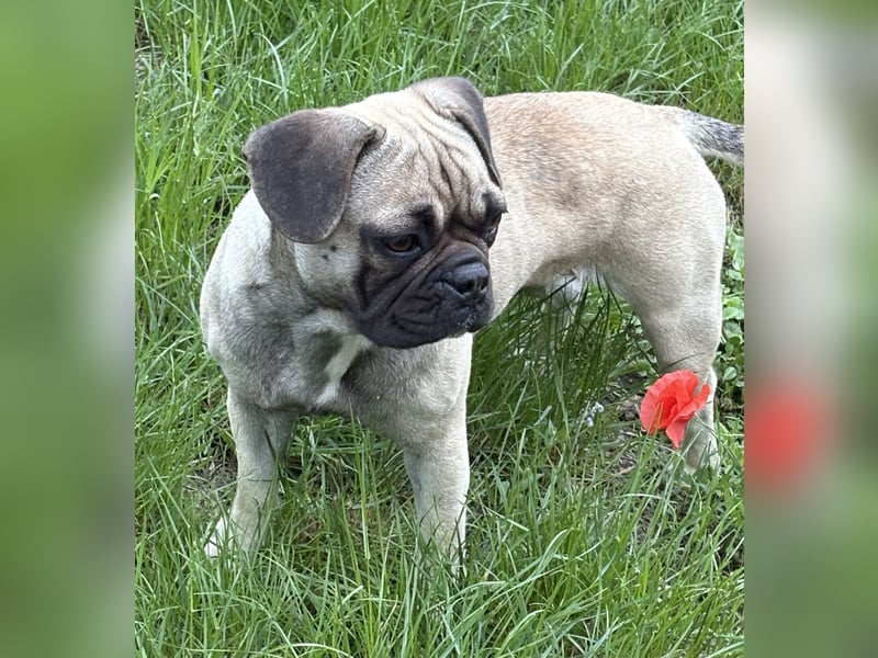 Junge französische Bulldogge Hündin sucht liebes Zuhause