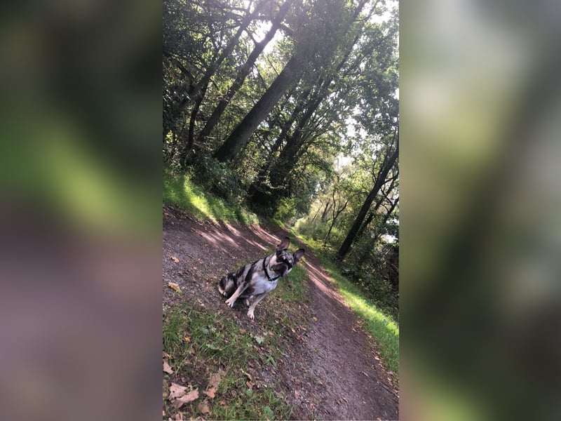Französische Bulldogge Hündin 3 Jahre alt