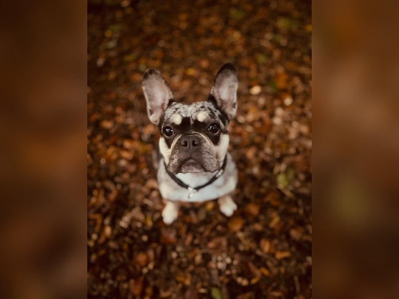 Französische Bulldogge Hündin 3 Jahre alt