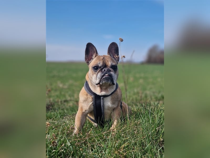 Frieda