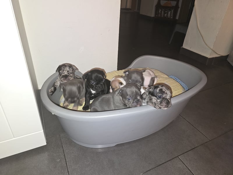 Französische bulldogge-Welpen