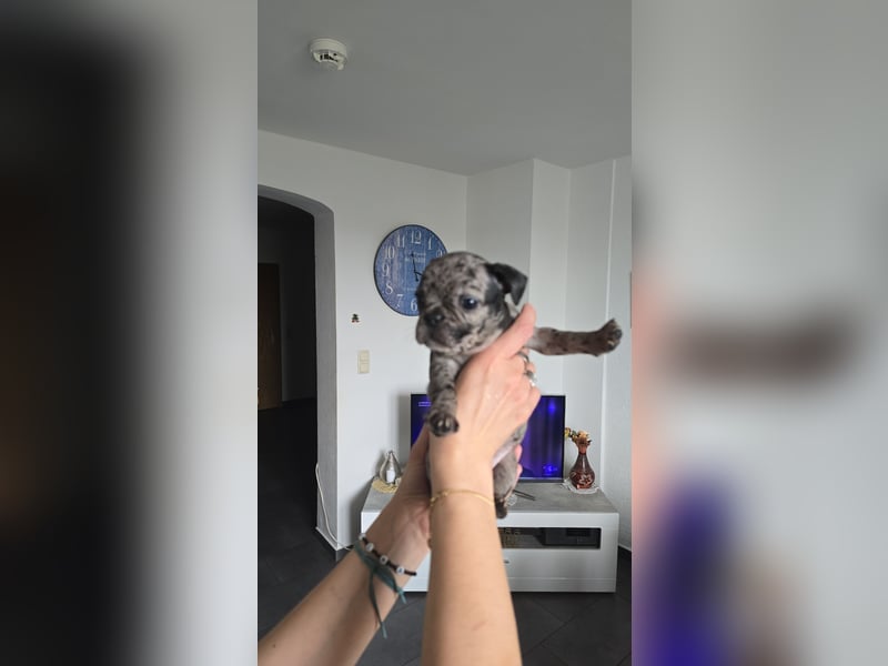 Französische bulldogge-Welpen