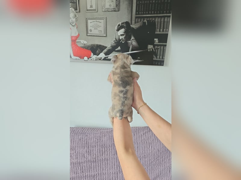 Französische bulldogge-Welpen