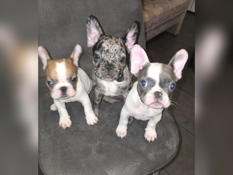 Französische bulldogge-Welpen