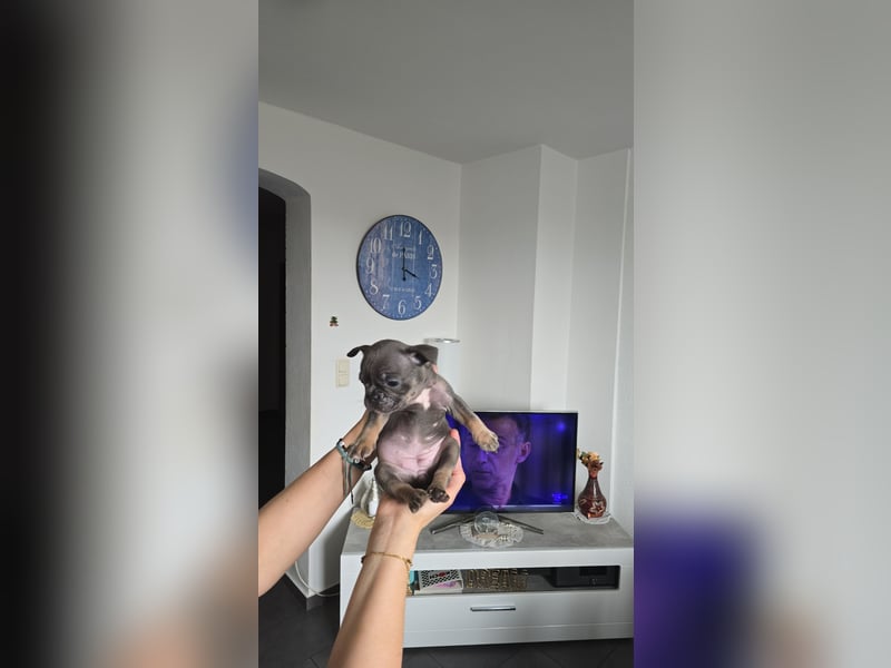 Französische bulldogge-Welpen