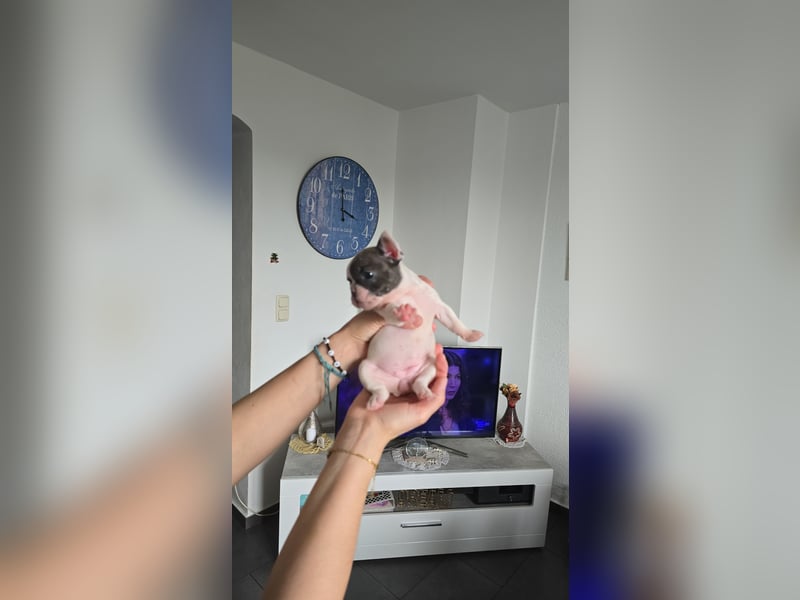 Französische bulldogge-Welpen
