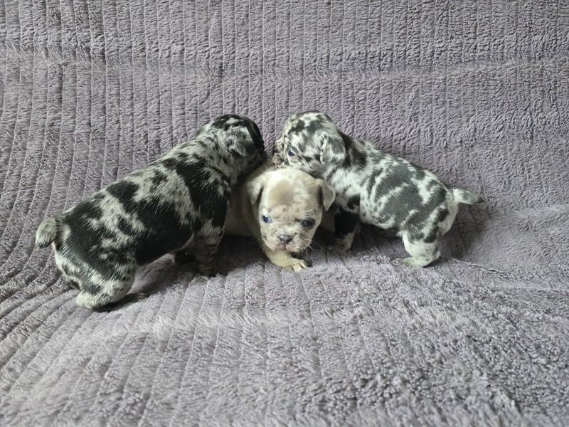 Französische bulldogge-Welpen
