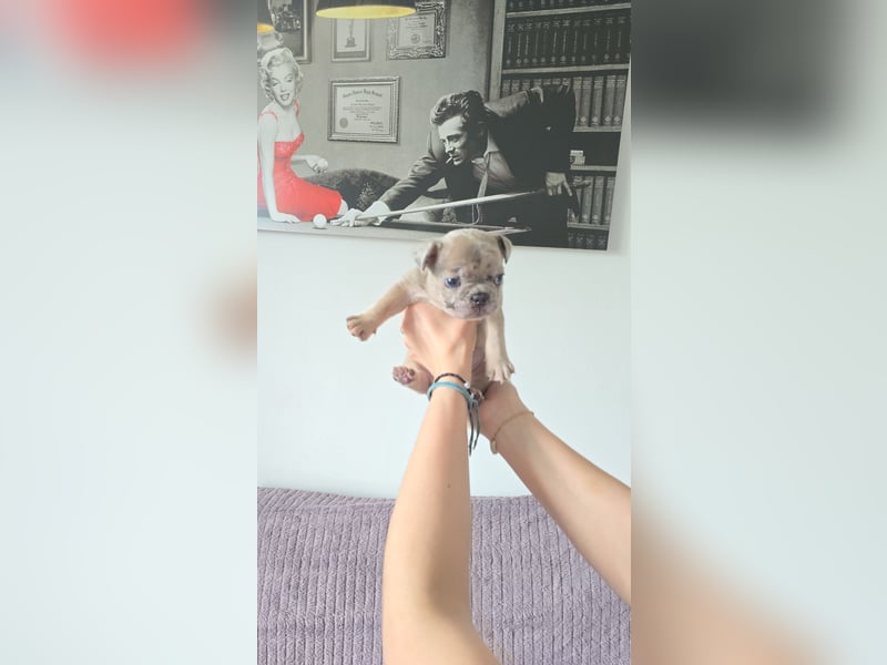 Französische bulldogge-Welpen