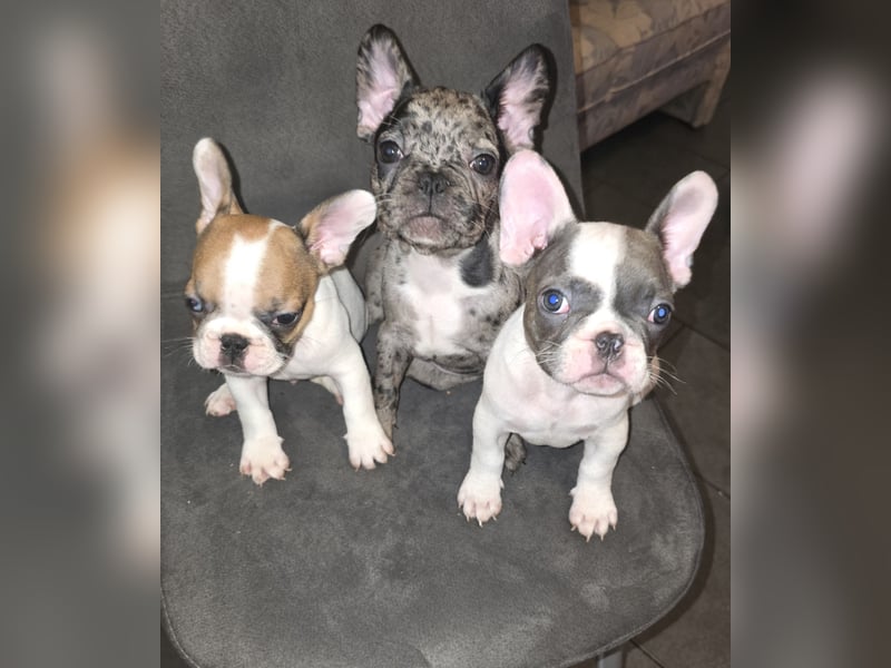 Französische bulldogge-Welpen