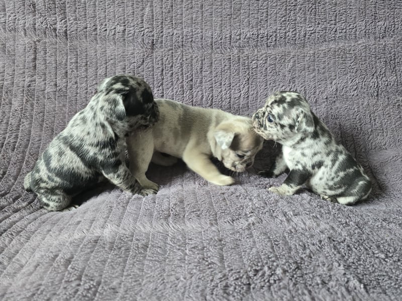 Französische bulldogge-Welpen
