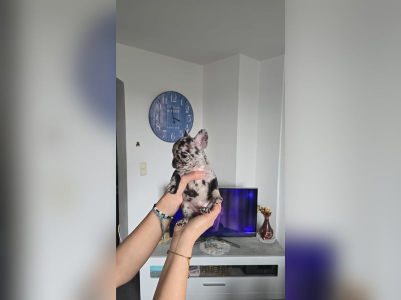 Französische bulldogge-Welpen