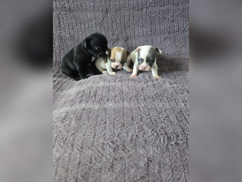 Französische bulldogge-Welpen