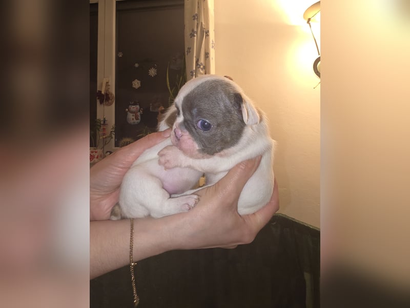 Französische bulldogge-Welpen