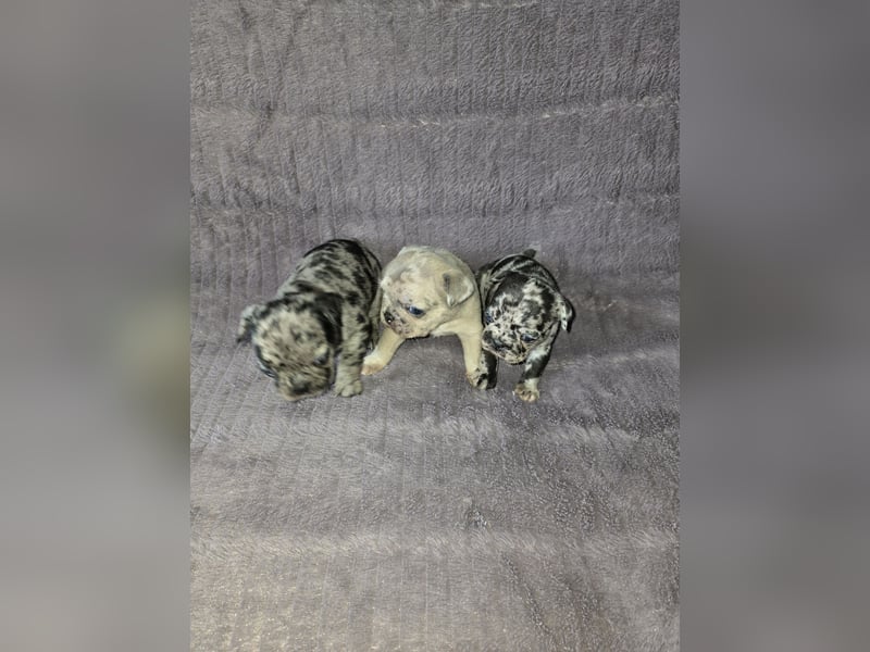 Französische bulldogge-Welpen