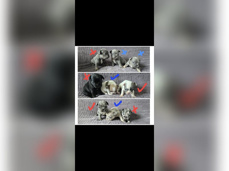 Französische bulldogge-Welpen