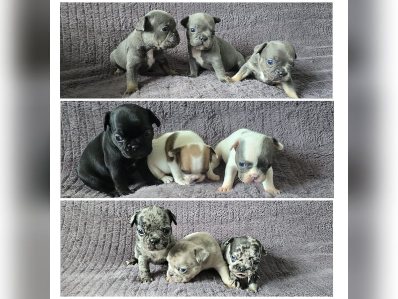 Französische bulldogge-Welpen