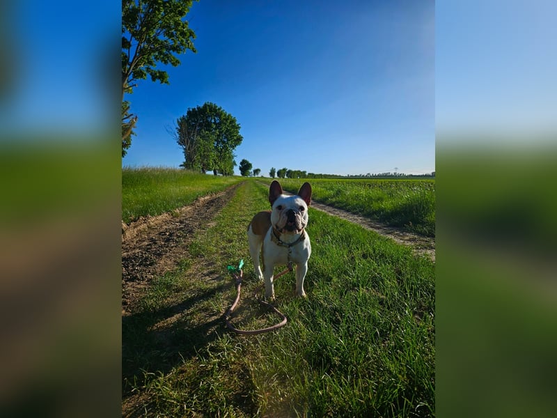 Französische Bulldogge