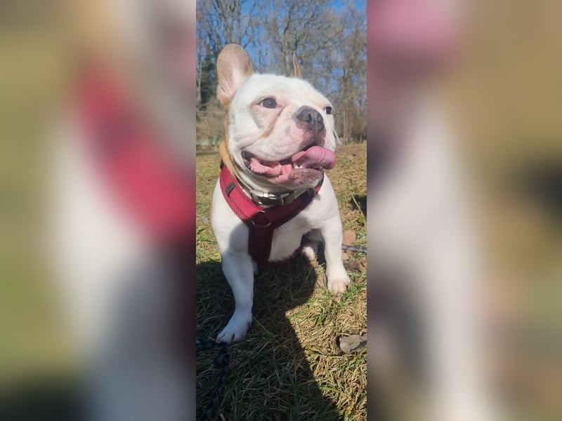 Französische Bulldogge