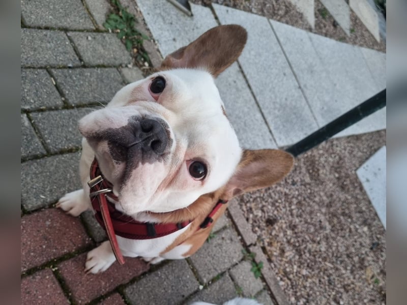 Französische Bulldogge