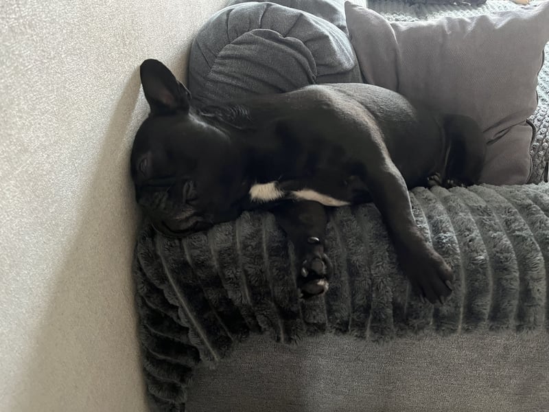 Deckrüde - Französische Bulldogge mit Ahnenpass