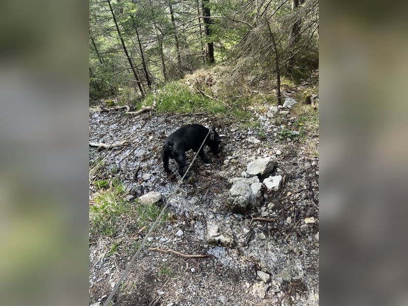 Deckrüde - Französische Bulldogge mit Ahnenpass