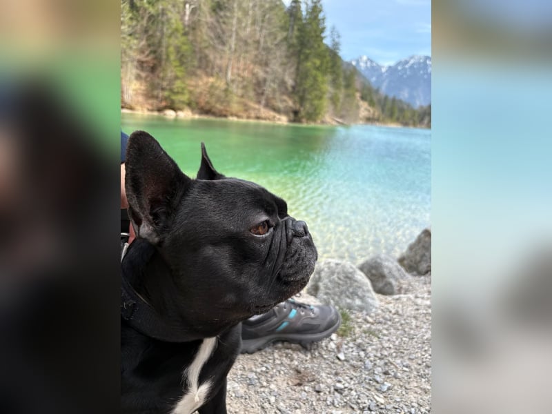 Deckrüde - Französische Bulldogge mit Ahnenpass