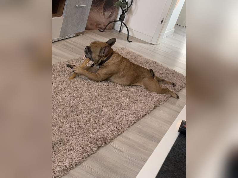 Französische Bulldogge