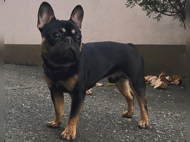 Deckrüde Französische Bulldogge
