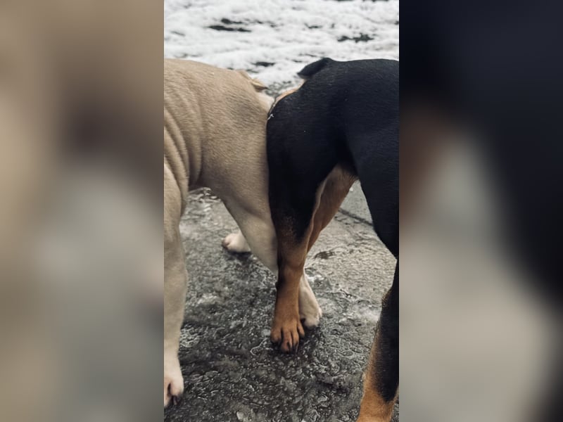 Deckrüde Französische Bulldogge