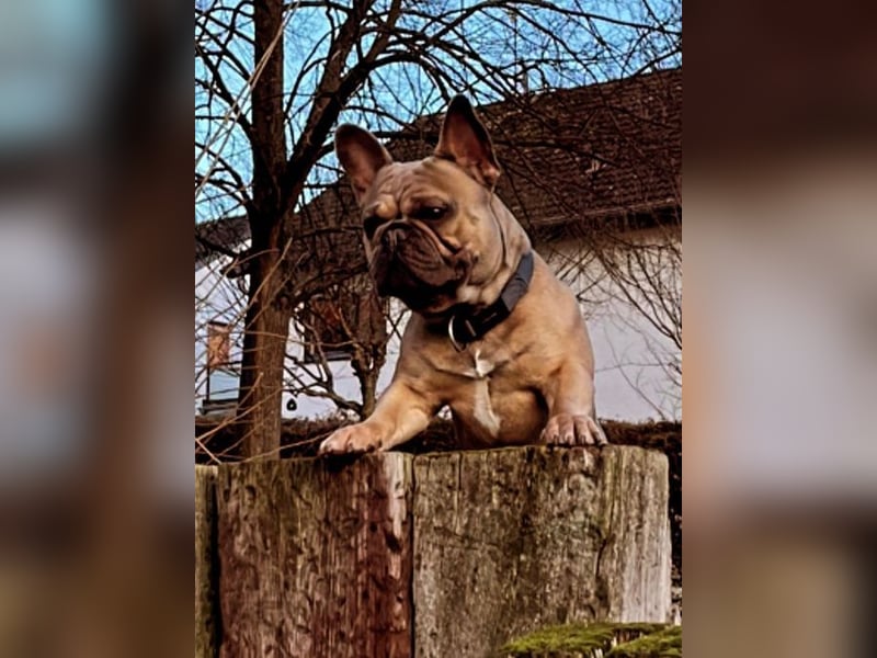 Deckrüde Französische Bulldogge Blue Sable Fawn Bildhübsch 17kg