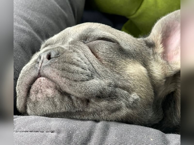 Deckrüde Französische Bulldogge Blue Sable Fawn Bildhübsch 17kg