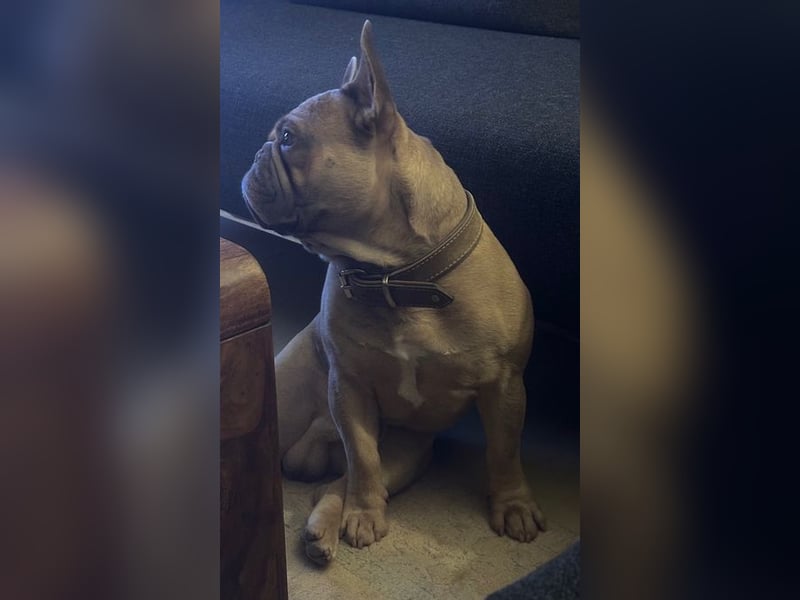 Deckrüde Französische Bulldogge Blue Sable Fawn Bildhübsch 17kg