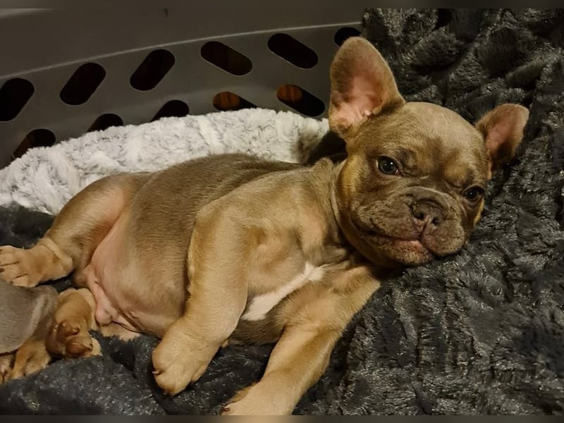 Deckrüde Französische Bulldogge Blue Sable Fawn Bildhübsch 17kg