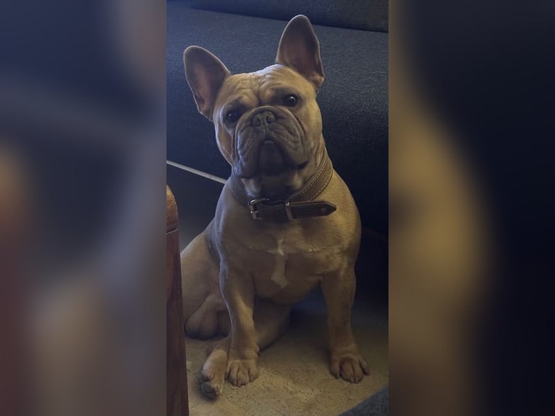 Deckrüde Französische Bulldogge Blue Sable Fawn Bildhübsch 17kg